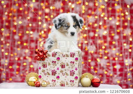 Aussie puppy in a gift box with a bow. Merle puppy Christmas photo shoot. 121670608