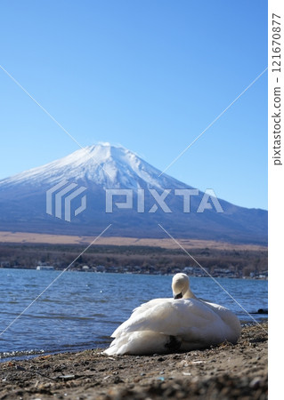 Swans and Mt. Fuji 121670877