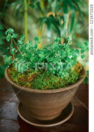 種植苔蘚和綠色觀賞植物,與大自然和諧相處 種植苔蘚和綠色觀賞植物,與大自然和諧相處 121671026