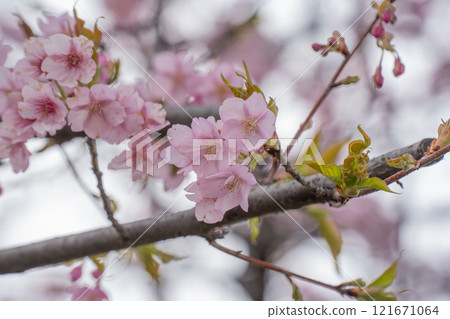 A park bathed in the pink of cherry blossoms in spring A park bathed in the pink of cherry blossoms in spring 121671064