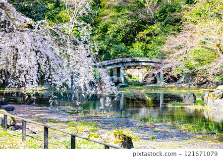 京都府京都御苑,垂枝櫻花盛開 京都府京都御苑,垂枝櫻花盛開 121671079