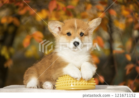 A red-and-white corgi puppy lies on a fitball against the background of a golden autumn tree 121671152