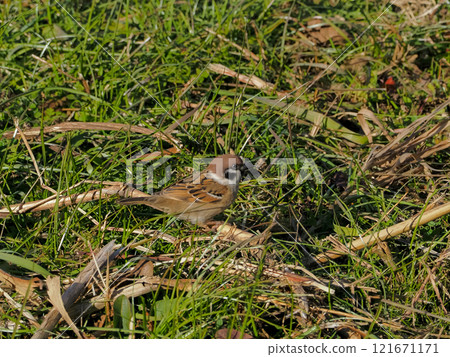 Sparrows, Passeridae, Passer genus Sparrows, Passeridae, Passer genus 121671171