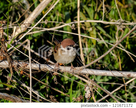 Sparrows, Passeridae, Passer genus Sparrows, Passeridae, Passer genus 121671172