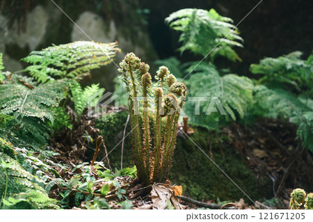 Fern sprouts sprouting in the forest Fern sprouts sprouting in the forest 121671205