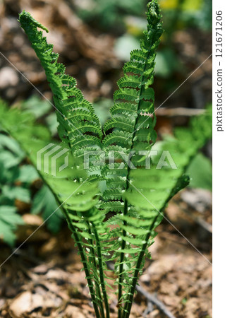 Vibrant foliage of a fern plant illuminated by the sun Vibrant foliage of a fern plant illuminated by the sun 121671206