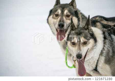 Sled dog lapland winter in Inari Nellim frozen lake 121671280