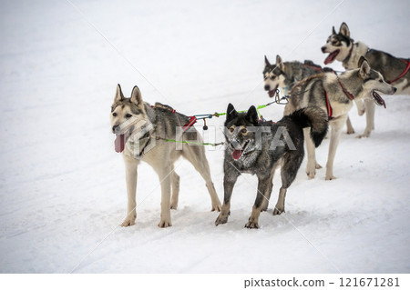Sled dog lapland winter in Inari Nellim frozen lake 121671281