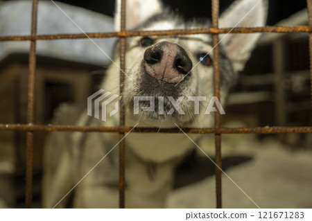 dog resting in farm after Sled dog lapland winter in Inari Nellim frozen lake dog resting in farm after Sled dog lapland winter in Inari Nellim frozen lake 121671283