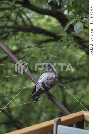 Pigeon sitting on the railing 121671472