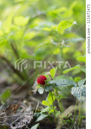 Ripe red berry of wild strawberry (potentilla hebiichigo) on the background of green leaves Ripe red berry of wild strawberry (potentilla hebiichigo) on the background of green leaves 121671475