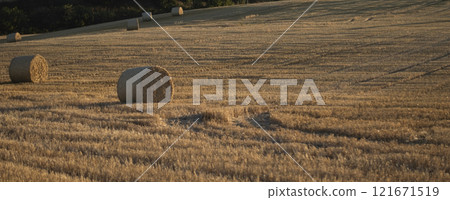 Hay bales in a field in the evening light, panorama 121671519