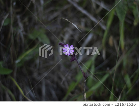 Silene dioica in the meadow on the background of green grass Silene dioica in the meadow on the background of green grass 121671520