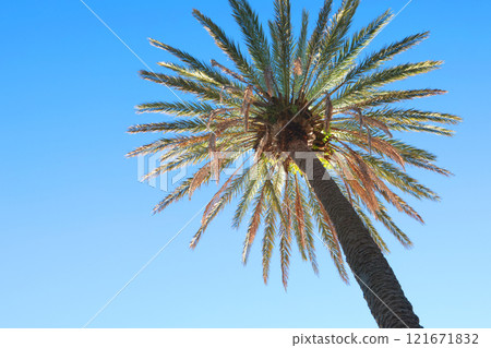Palm leaves, tree top on background of blue sky. Nature and background for design. 121671832