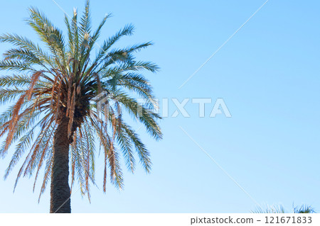 Palm leaves, tree top on background of blue sky. Nature and background for design. 121671833