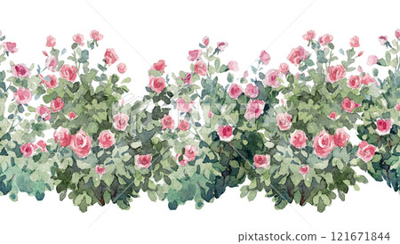 Rose bush illustration. Hand drawn watercolor illustration Ready clip art for your designs. 121671844
