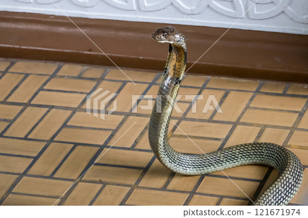 The big king cobra snake on floor 121671974