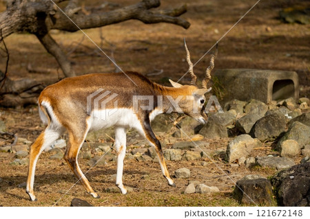 Blackbuck photo 121672148