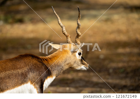 Blackbuck photo Blackbuck photo 121672149