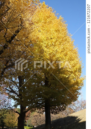 Yellow leaves near Tokyo 121672207