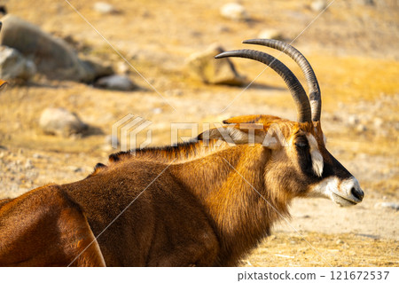 Roan Antelope Photos Roan Antelope Photos 121672537