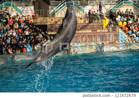 Wakayama Prefecture: Dolphin show scene 121672679