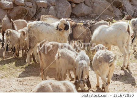 Feeding adorable goats in farm. Domestic animal 121672880