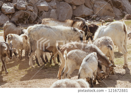 Feeding adorable goats in farm. Domestic animal Feeding adorable goats in farm. Domestic animal 121672881