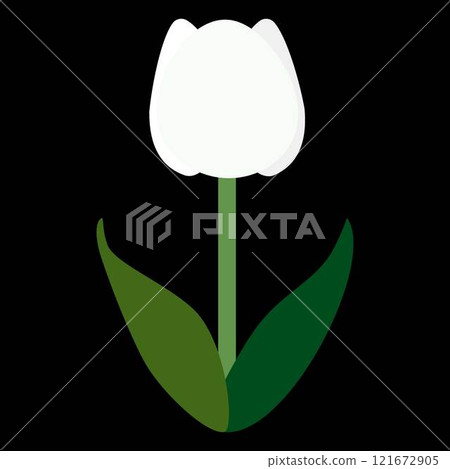 單一白色鬱金香的簡單平面插圖，黑色背景 121672905