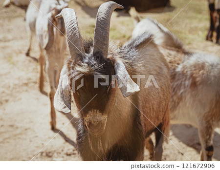 Adorable goat in farm. Domestic animal Adorable goat in farm. Domestic animal 121672906