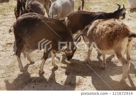 Feeding adorable goats in farm. Domestic animal Feeding adorable goats in farm. Domestic animal 121672914