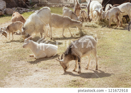 Feeding adorable goats in farm. Domestic animal 121672918