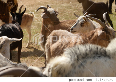 Feeding adorable goats in farm. Domestic animal 121672929