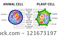 Comparison between structure of Animal cell with Plant cell vector illustration. 121673197