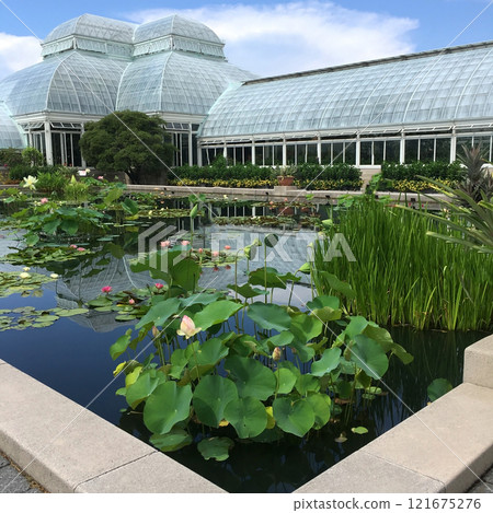 Water Lilly Pond at conservatory in New York Botanical Garden in the Bronx, NYC. 121675276