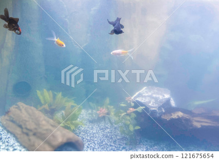 Animals of the underwater sea world. Ecosystem. Colorful tropical fish. Life in the coral reef 121675654