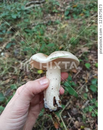 Parasol mushroom Macrolepiota procera in the grass in autumn closeup 121675673