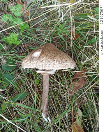 Parasol mushroom Macrolepiota procera in the grass in autumn closeup 121675674