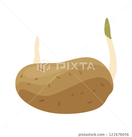 Potatoes plant growing process. Plants isolated on white background. Potato growth stage, planting process, plant life cycle infographic elements in flat design 121676056