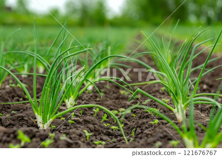 On the plantation, green onions grow abundantly in thick, verdant rows, their fresh, slender stalks ready for harvest imparting a savory taste to dishes 121676767