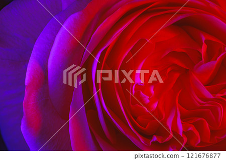 Vibrant and Colorful Rose Petals Illuminated by Neon Light in a Magical Atmosphere 121676877
