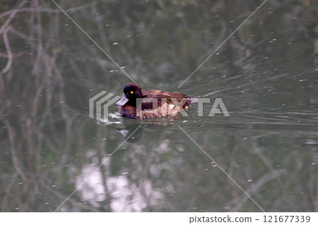 Kinkrochasshuro 121677339