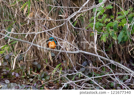 Kingfisher Kingfisher 121677340