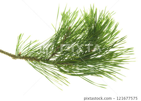 Fresh green pine branch with cones isolated on white background. Nature details. Beauty in nature. Pine cones.Copy space 121677575