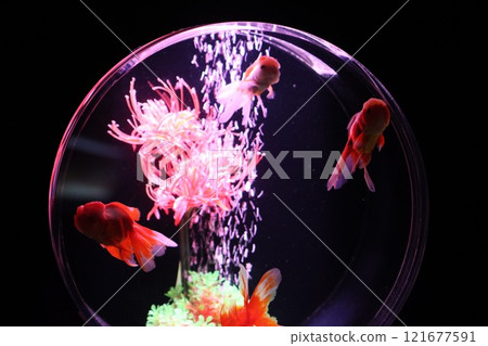 【2024秋季金魚展】金魚、燈光、秋葉的精緻組合 121677591