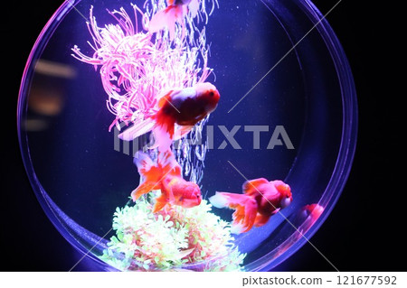 【2024秋季金魚展】金魚、燈光、秋葉的精緻組合 121677592