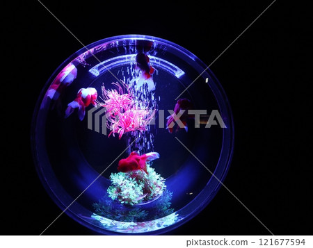 《2024 Autumn Goldfish Show》An exquisite combination of goldfish, lights, and autumn leaves 《2024 Autumn Goldfish Show》An exquisite combination of goldfish, lights, and autumn leaves 121677594