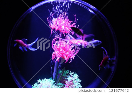 【2024秋季金魚展】金魚、燈光、秋葉的精緻組合 【2024秋季金魚展】金魚、燈光、秋葉的精緻組合 121677642
