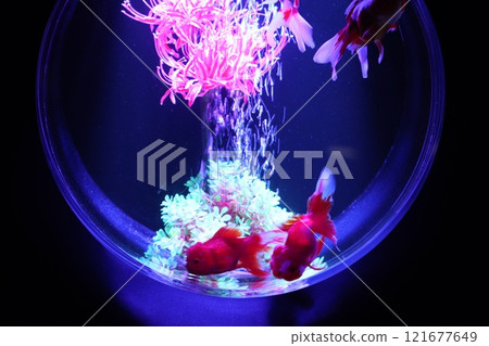 《2024 Autumn Goldfish Show》An exquisite combination of goldfish, lights, and autumn leaves 《2024 Autumn Goldfish Show》An exquisite combination of goldfish, lights, and autumn leaves 121677649