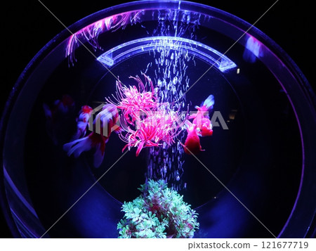 《2024 Autumn Goldfish Show》An exquisite combination of goldfish, lights, and autumn leaves 《2024 Autumn Goldfish Show》An exquisite combination of goldfish, lights, and autumn leaves 121677719